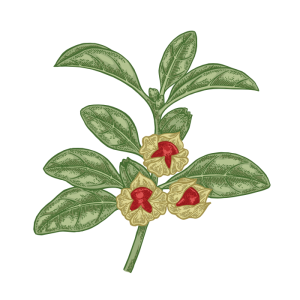 Ashwagandha (Withania somnifera)